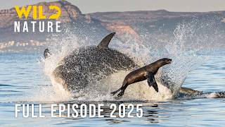 OCEAN PREDATORS | Clash of the Most Terrifying Giants | Animal documentary