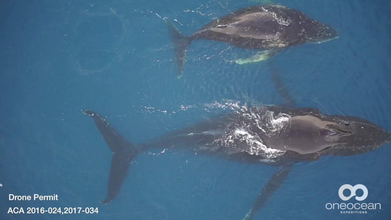 Tagging Whales in Antarctica with One Ocean Expeditions