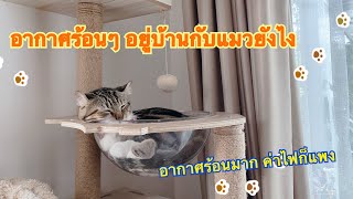 อากาศร้อน อยู่บ้านกับแมวยังไงดีนะ ep.31