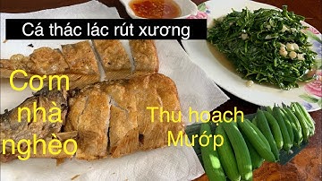 Cá thác lác rút xương chiên giòn ,rau đắng xào tỏi,muop cuối mùa hai 1 lần vài chục trái