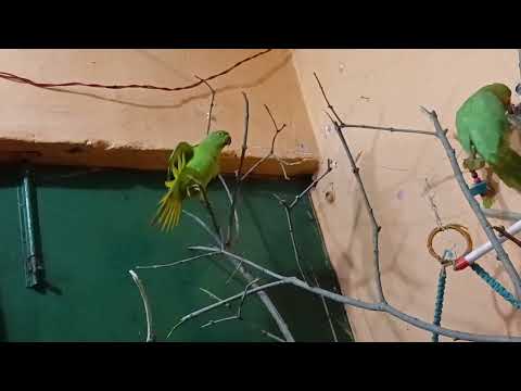 Hamara Mithun jamun ke ped per khel raha#trending #parrot #talkingparot #birds #nonstoptalkingparro