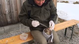 Alfred Aigner Von Der Vogelauffangstation Päppelt Bussard Auf