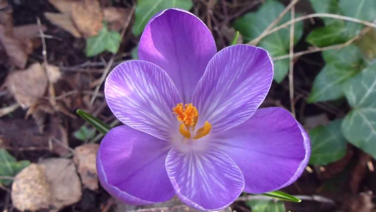 Spring Crocus  - Krókusar - Dvergliljur - Vorblóm