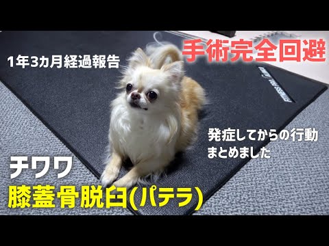 パテラ 膝蓋骨脱臼から1年経過 元気になりました 手術回避 サプリメント 対策 回復したコツ チワワ Youtube パテラ 膝蓋骨脱臼から1年経過 元気になりました 手術回避 サプリメント 対策 回復したコツ チワワ Youtube