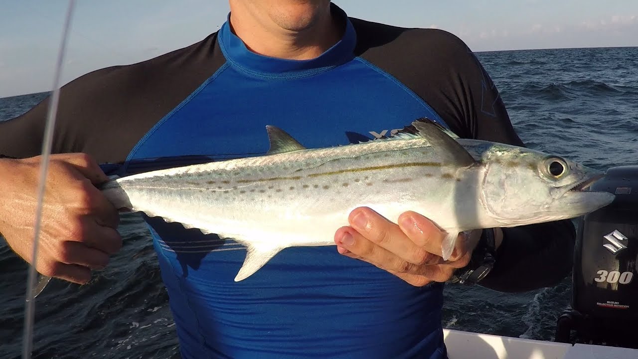 Cero Mackerel in the Florida Keys YouTube