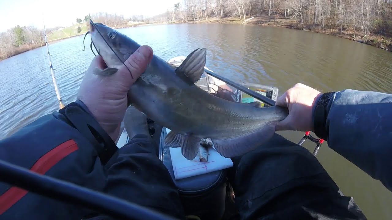 Grocery Store Catfishing YouTube