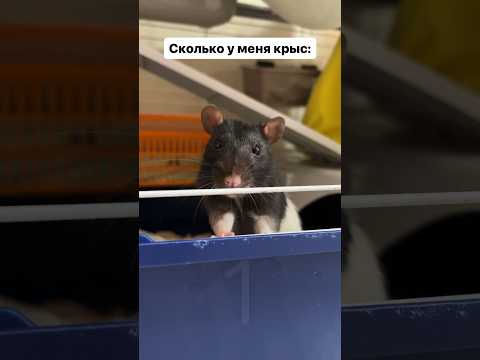 Сколько у меня крыс? #декоративныекрысы #домашниекрысы