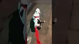 Pups Kitties Own The Home