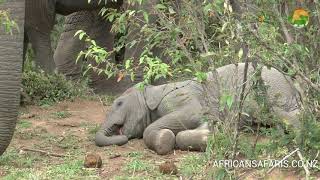 Baby Elephant Sleeping - Wild Africa