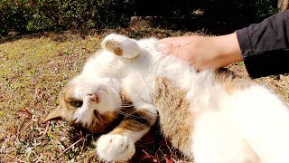 黒猫とキジシロ猫のゴロにゃんポーズ対決！どっちが可愛い？