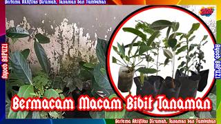 (AB-340) Various Plant Seedlings @ayoebbapuzi