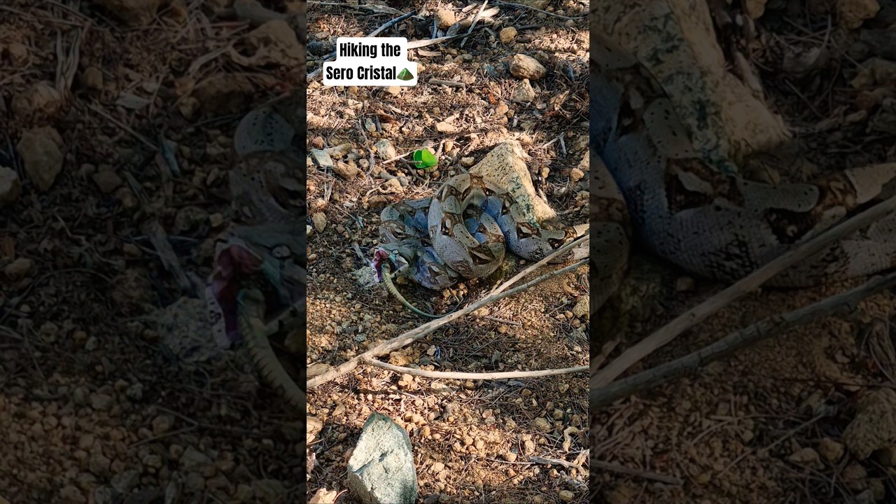 #aruba #nature #youtubeshorts #youtube #wildlife #shortvideo #fyp #naturephotography #boa #snake 🇦🇼