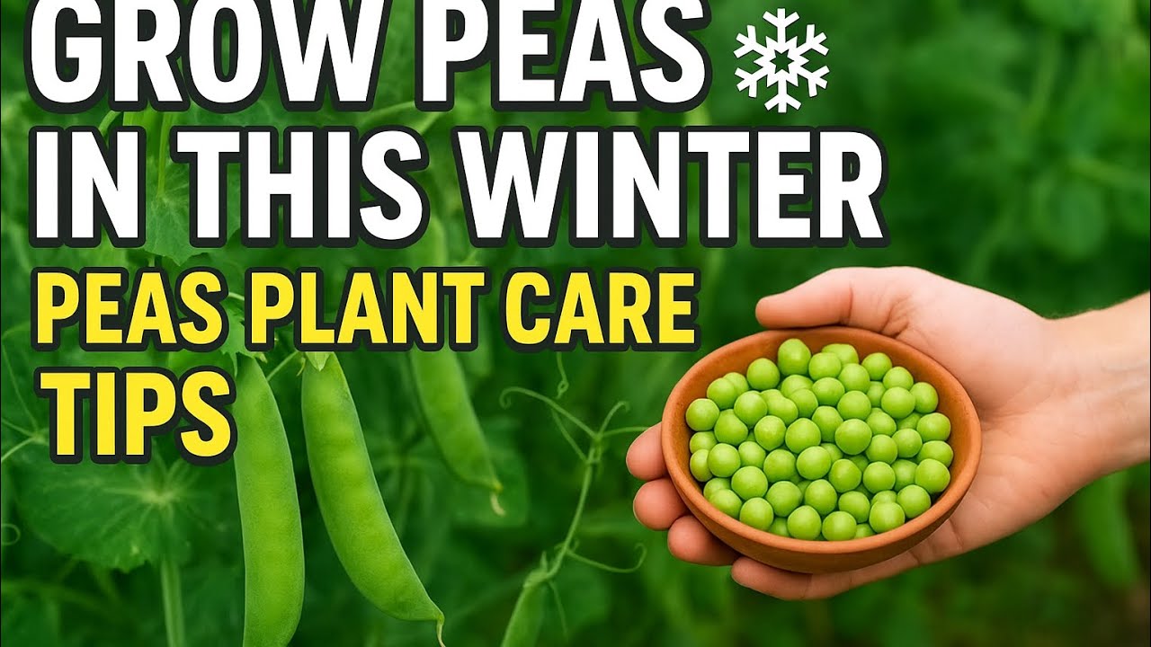 “How to Grow Peas at Home | Pea Plant Care Tips for Winter Season”