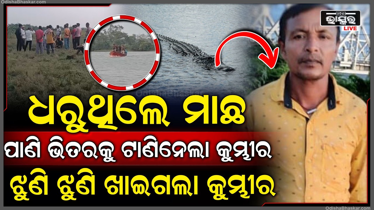 ପୁଣି କୁମ୍ଭୀର ଆତଙ୍କ, ମାଛ ଧରୁଥିବା ବେଳେ ମତ୍ସଜୀବୀଙ୍କୁ ଟାଣି ନେଲା କୁମ୍ଭୀର...ନଦୀ କୂଳରେ ଶହ ଶହ ଲୋକେ...