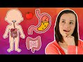 The Digestive System Song Body Systems For Kids Educational Kids Songs 