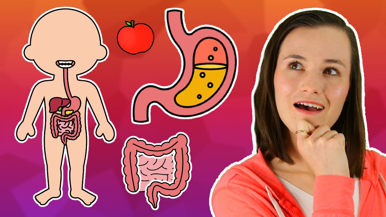 The Digestive System Song Body Systems for Kids Educational Kids