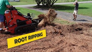 Root Ripping with the AGT LRT23 Chinese Mini Skid Steer and AGT WH12R Mini Excavator