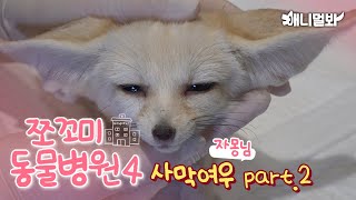 [쪼꼬미 동물병원 시즌4] 환자 : 사막여우 자몽님 | Today's Patient: Fennec Fox Jamong