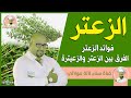 فوائد الزعتر الفرق بين الزعتر والزعيترة مع الدكتور عماد ميزاب Dr Imad Mizab 