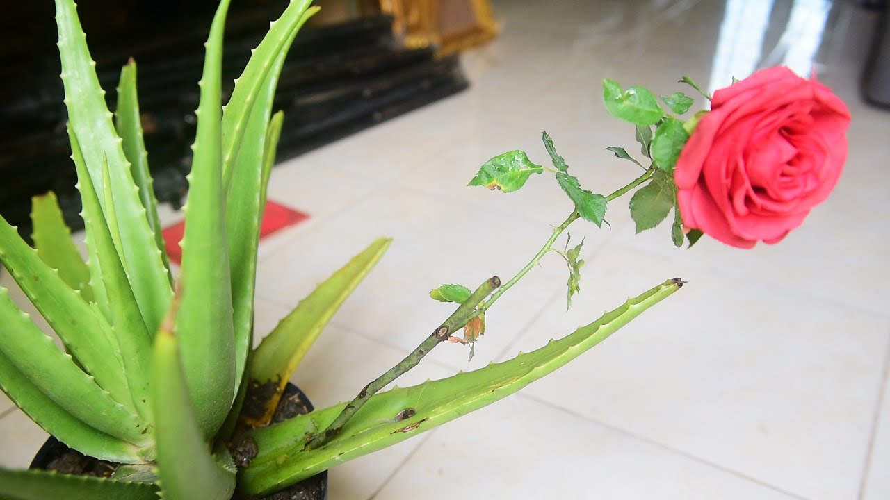 Rose : Amazing growing rose from Cutting in Aloe Vera at home {New Rooting  Rose Techniques}