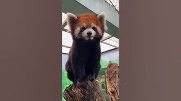 What a red panda sounds like