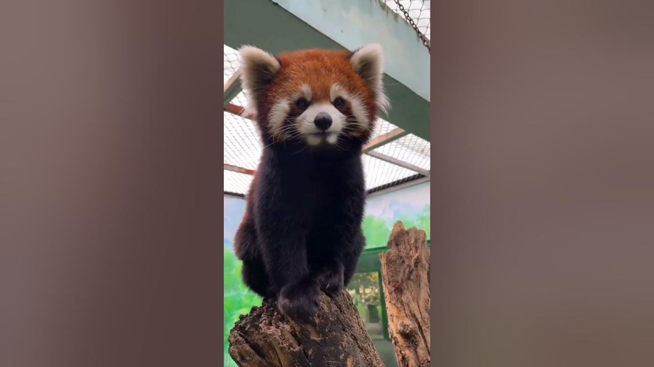 What Does A Red Panda Sound Like What a red panda sounds like - YouTube