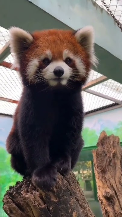 What Does A Red Panda Sound Like What a red panda sounds like - YouTube