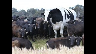 E413 世界上最大的牛，主人卖不掉也宰不了，只能给它养老