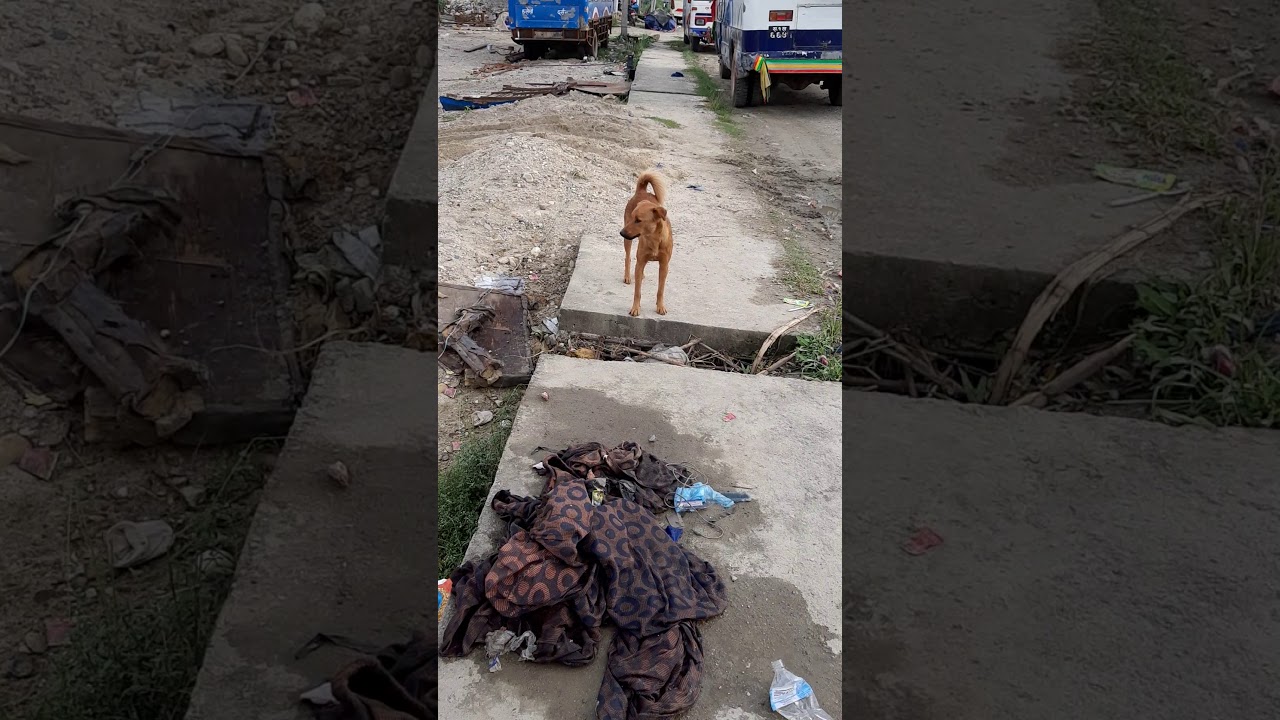 Kukurlea ghas khadai