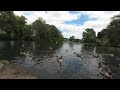 VR180° Hungry Ducks and Geese, Hillsborough park, Sheffield