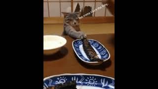 Touch da fishy