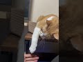 虎徹の握手会#虎徹 #煉 #猫 #cat #猫のいる暮らし