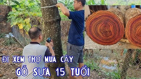 Đi Xem Dân Buôn Gỗ Sưa Mua Cây Sưa 15 Tuổi Xem Cách Thợ Sưa Khoan Kiểm Tra Và Định Giá