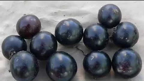 Лучшие сорта черной смородины. Самая крупная смородина