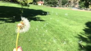 Slow motion blowing dandelion