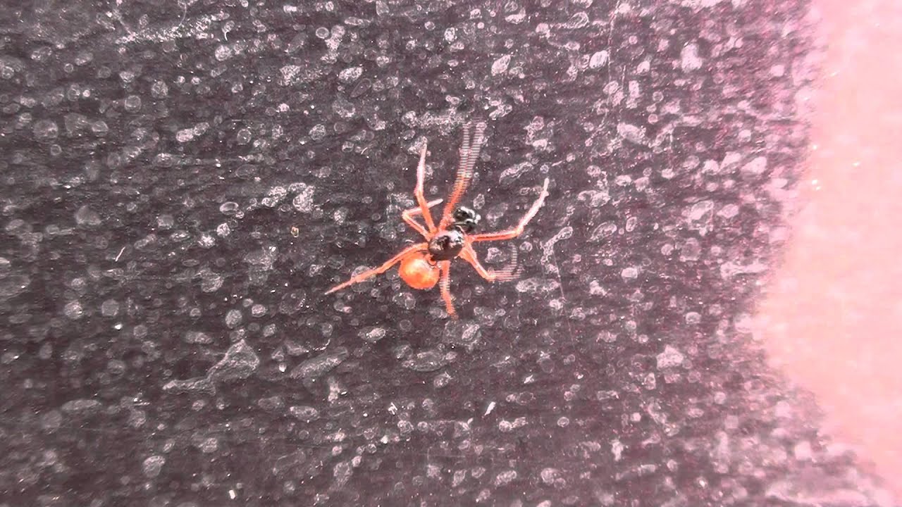 Cobweb Spider (Theridiidae: Crustulina) Male