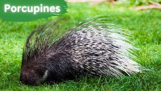 Porcupines | From Their Quills To Adaptations by Lord of Animals 687 views 8 months ago 2 minutes, 58 seconds