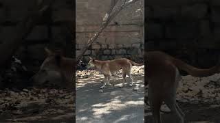 No:112 #straydogsquad ‼️#straydogs #animals #straydoghero #cute #youtubeshorts #strayanimals #yt