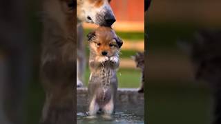 Kitten's water prank eventually gets scolded by the puppy's dad! 🤣