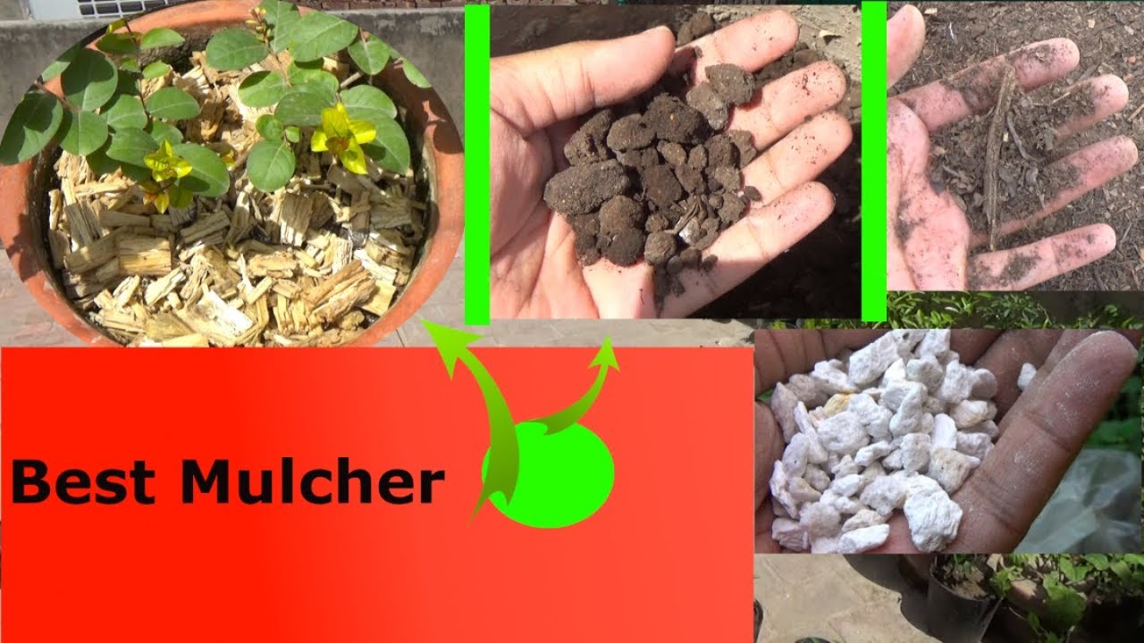 Top 5 Mulching Materials for Our Plants | Garmi Main Bar Bar Pani Dry Ho Jata Hai ?