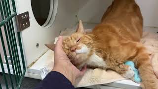 Garfield 73287 is a purring machine !