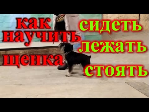 Видео: Как научить шнауцера сидеть и оставаться