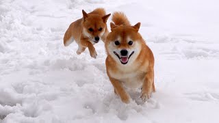 Shiba Inu Hachi's behavior after being chased by his sister is too cute.