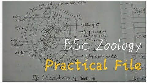 BSc 1 Year|Semester ZOOLOGY Practical File 🦠🔬🧬 #bsc #zoology #practicalfile 