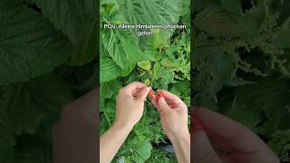 Wart Ihr Schon Mal Alleine Himbeeren Pflücken? Ürdich