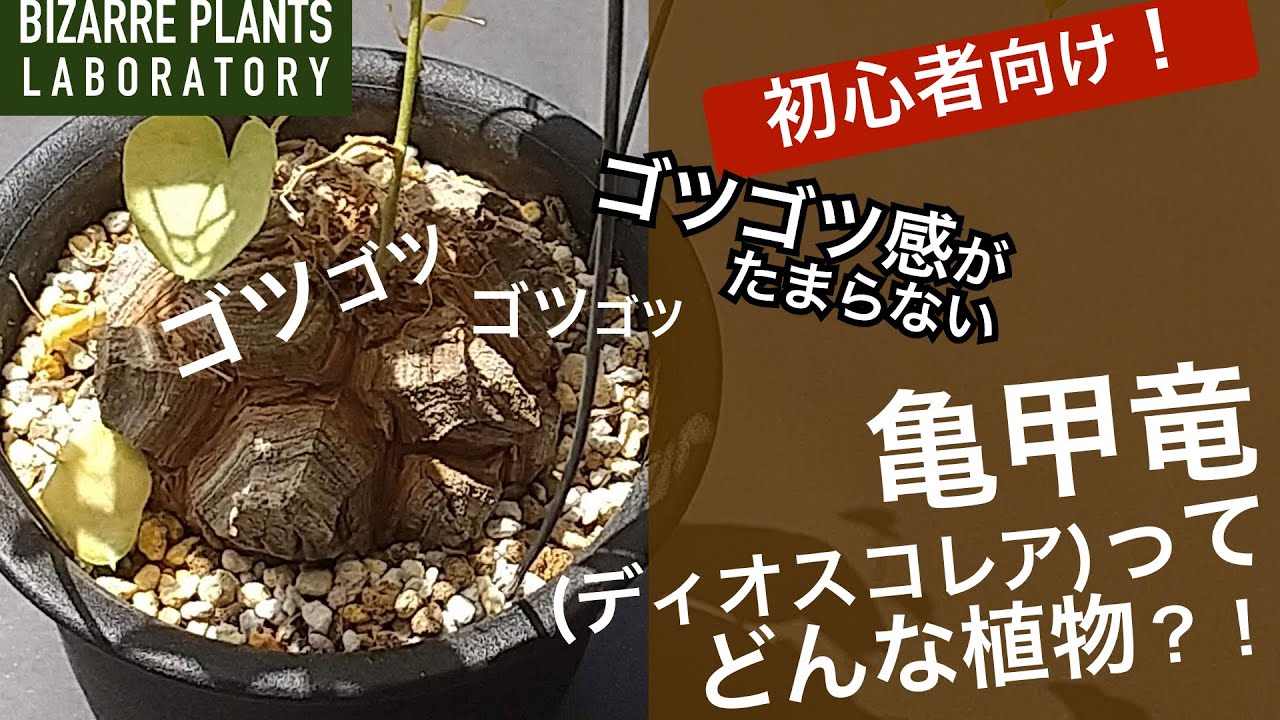 初心者向け】コーデックス（塊根植物）亀甲竜ってどんな植物？ - YouTube