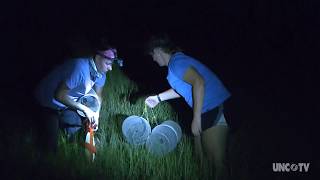 What happens in a marsh at night | Sci NC