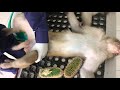Monkey Sterilization Part 2 Shaving 