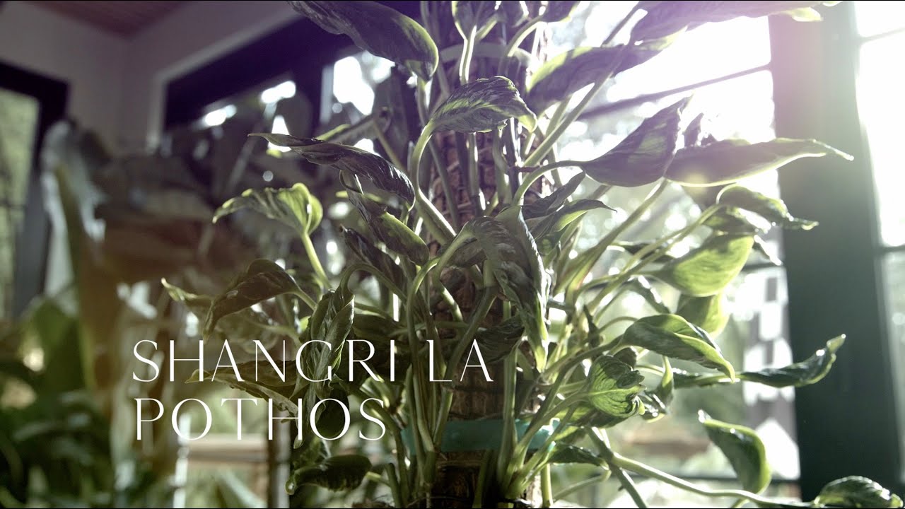 sansevieria sale Snake Plant – Buy Low-Maintenance Indoor Plant Online main image 0