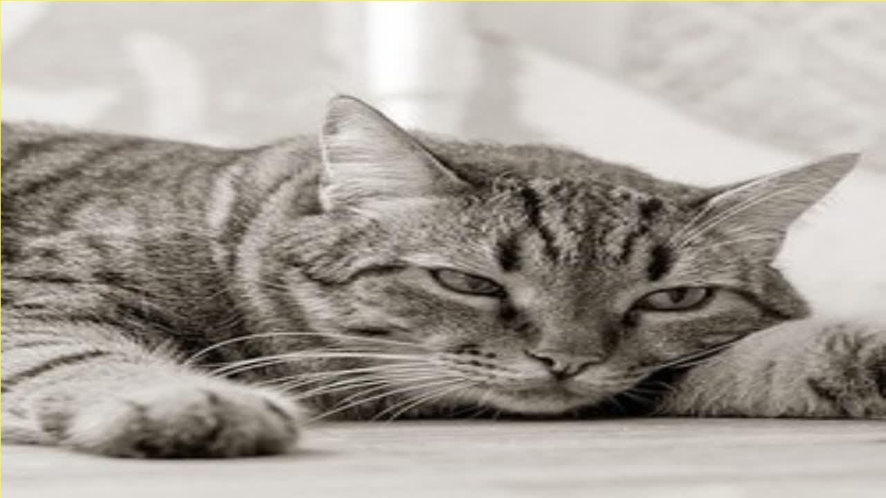 Comment lutter contre la déprime saisonnière du chat ? YouTube — free download